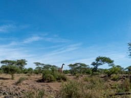 Serengeti