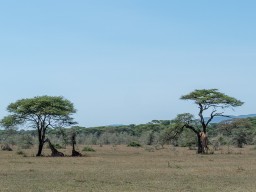Serengeti