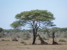 Serengeti