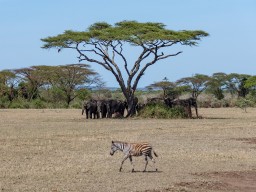 Serengeti