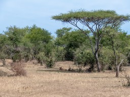 Serengeti