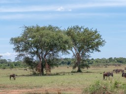 Serengeti