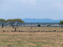 Serengeti