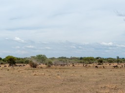 Serengeti