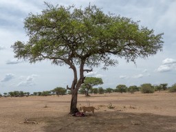 Serengeti