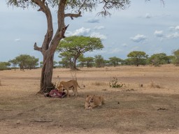 Serengeti
