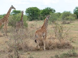 Serengeti