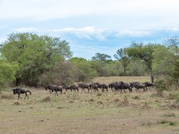 Serengeti