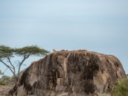 Serengeti