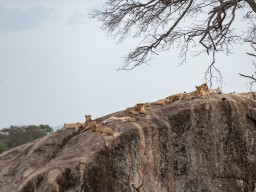 Serengeti