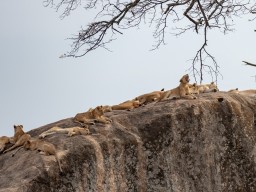 Serengeti