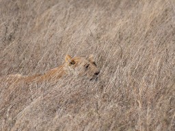 Serengeti