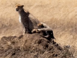 Serengeti