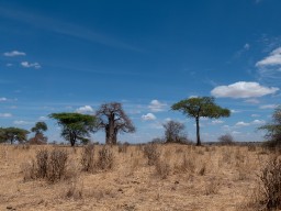 Tarangire